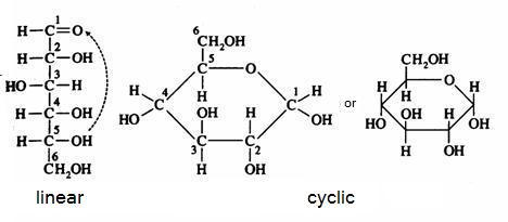 linear structure of maltose